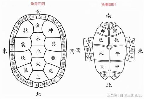 龟壳纹路暗藏玄机