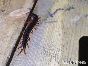 家里蜈蚣是怎么回事,家里有蜈蚣风水怎么说
