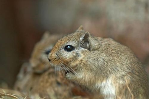 2026年属鼠财运大爆发，这一年他们的运气究竟会有怎样的飞跃？