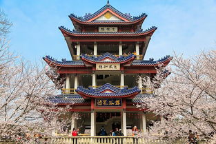 龙寺花海美哭了春风十里不如来这里堪你