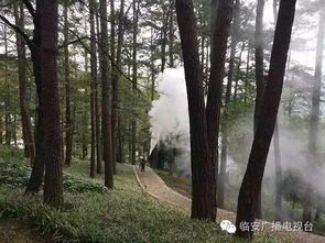 庄森朗：森林较深处的希望， 名字背后的迷雾与光芒