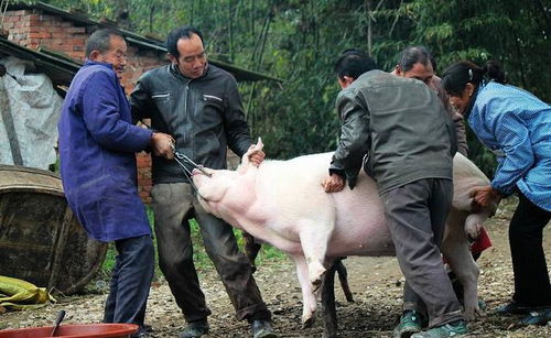 2026年杀猪选哪天最吉利，避开哪些不吉利日子？