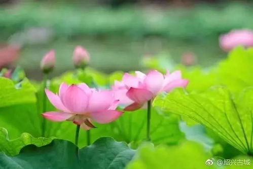 一、 春天的画卷：莲花景区的天然美景