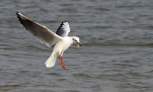 大连那片破海鸥窝：2026年黄历说这里要完蛋