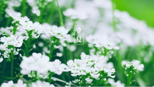 千年立夏风情，苏州夏日爆款传承图