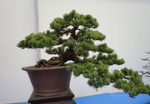 松柏盆景养护的惊天大秘密