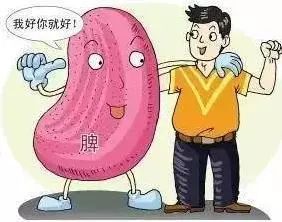 脾胃？不就是那个装饭的袋子吗！