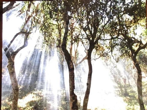 茶旅融合？就是个圈钱套路！