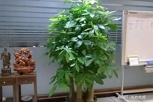 发财树：八方来财，  收纳之意