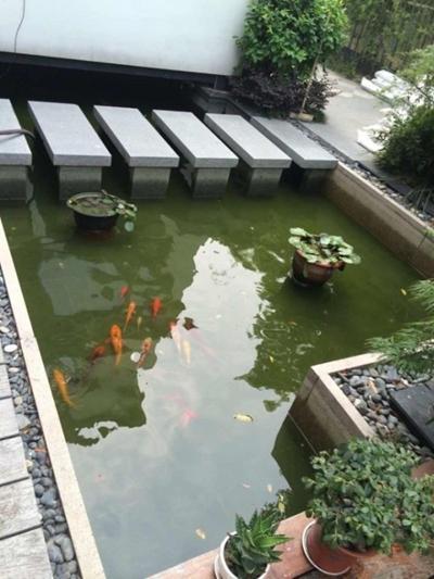 庭院鱼池对家庭风水有何具体影响或作用？