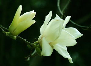 家里种白玉兰有哪些风水禁忌，为什么不宜种植白玉兰？