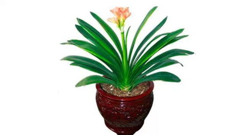 属猪人办公室适合养哪些招财旺财的花卉？