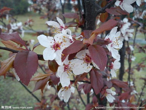 樱花在风水里代表什么,樱花在风水里代表什么