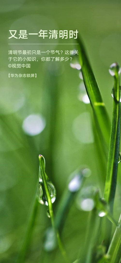 粽叶里藏着的无奈