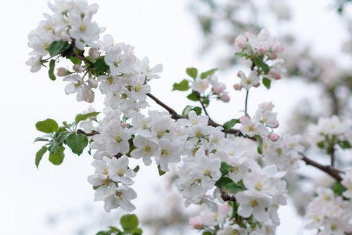 属兔2026年桃花运势如何，那一年是不是桃花年？