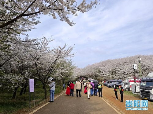 贵安樱花园：不仅仅是花， 更是交通管制的艺术