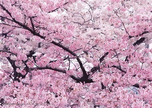 画中女孩：樱花的灵感