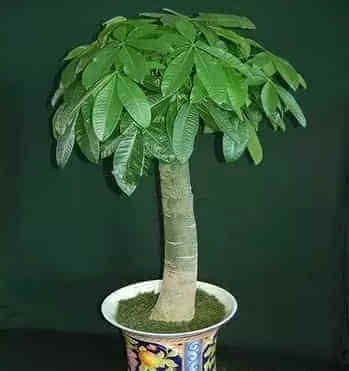 水火既济：蕨类植物的阴阳调和