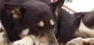 喜欢犬的忠诚——从生肖到灵魂