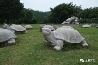 墓地放龟放到哪里位置好,乌龟型的坟墓