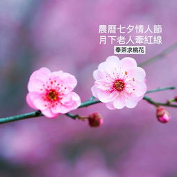2026年七夕节，如何获取旺桃花手机号和桃花密码详情？