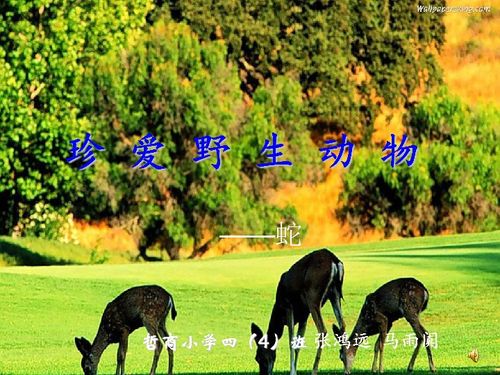 武汉野生动物王国——近距离接触野性