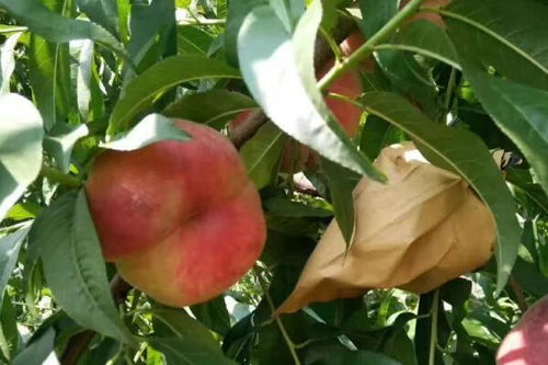 重庆有桃树吗,重庆Zui合适的桃树品种