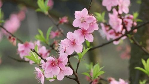 如何通过八字查询自己是否有烂桃花？
