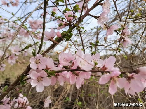 二、辨别烂桃花与正缘之道——古老噪声辨析法！