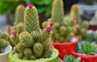 仙人掌：单身贵族的镇宅神器