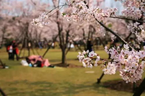 宝山顾村公园：樱花？不如看大爷大妈跳广场舞