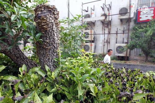 广东住宅门前适宜种植哪种树木？