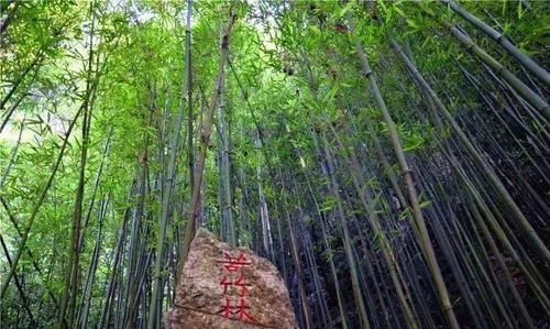 四点三：古树群落的历史持续发展记忆