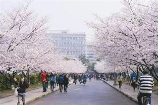 樱花烂漫，乌镇春色，还是少女心？