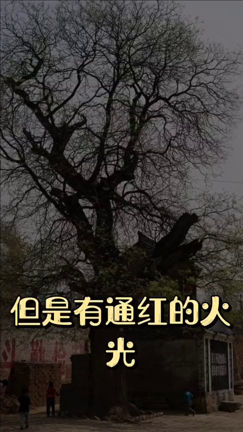 记忆碎片：关于槐树与红衣