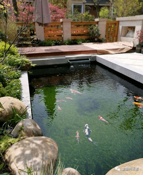 鱼池水深好还是浅好,鱼池水深好还是浅好