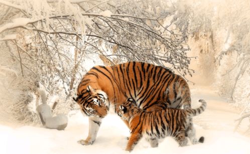 2026年属虎女宝宝，有哪些带年字的好名字可以改写？