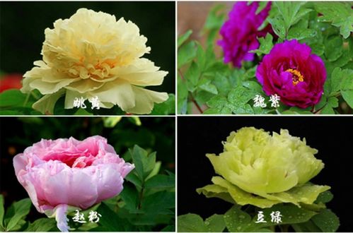 一、 洛阳牡丹：金灿灿的较大河之花