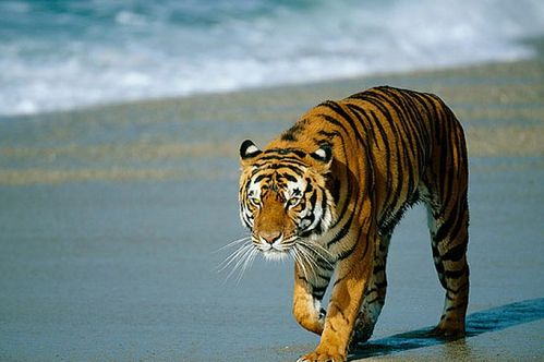 十二生肖中，哪种动物财运亨通且官运昌盛呢？