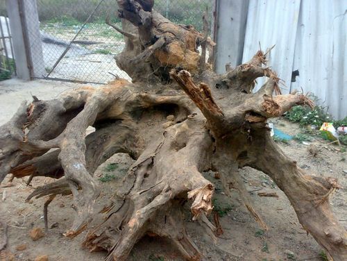 树根茶台设计图,树根茶台形状风水讲究