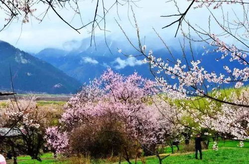 春天—花开满地，蜜蜂嗡嗡