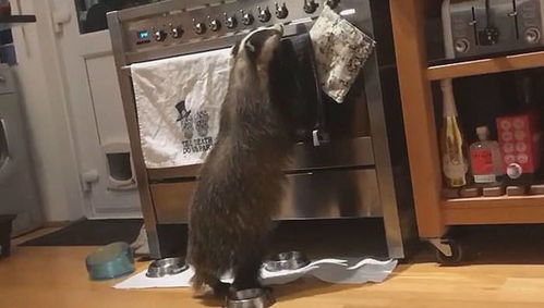 废弃老屋的阴森与生肖风水