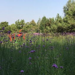 那个什么鲜花港简直离谱