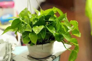 植物的选择：绿萝还是玫瑰？这是个问题
