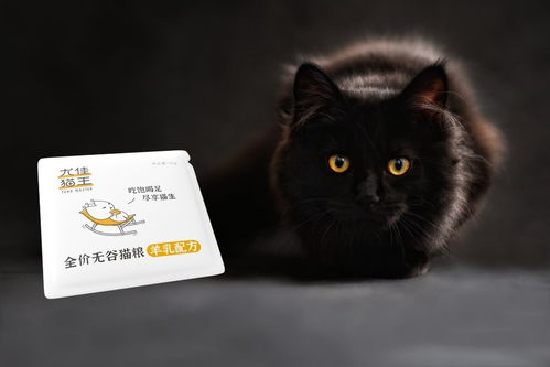 第六章 猫咪灵体的自白