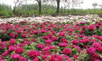 洛阳洛阳还是洛阳...