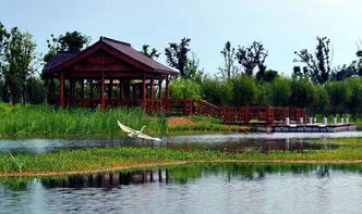 荣华湿地公园：一场荒诞不经的城市闹剧