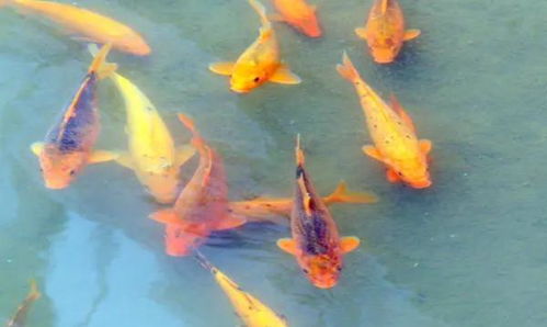 梦见一条大鱼象征着什么周公解梦里说是什么意思？