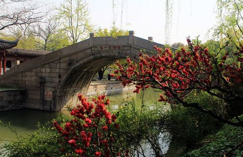 主题广场：那些叫不出名字的花