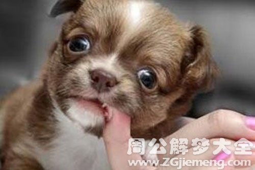 梦见蛇咬狗的预兆是什么，梦见被蛇狗咬了是吉是凶？
